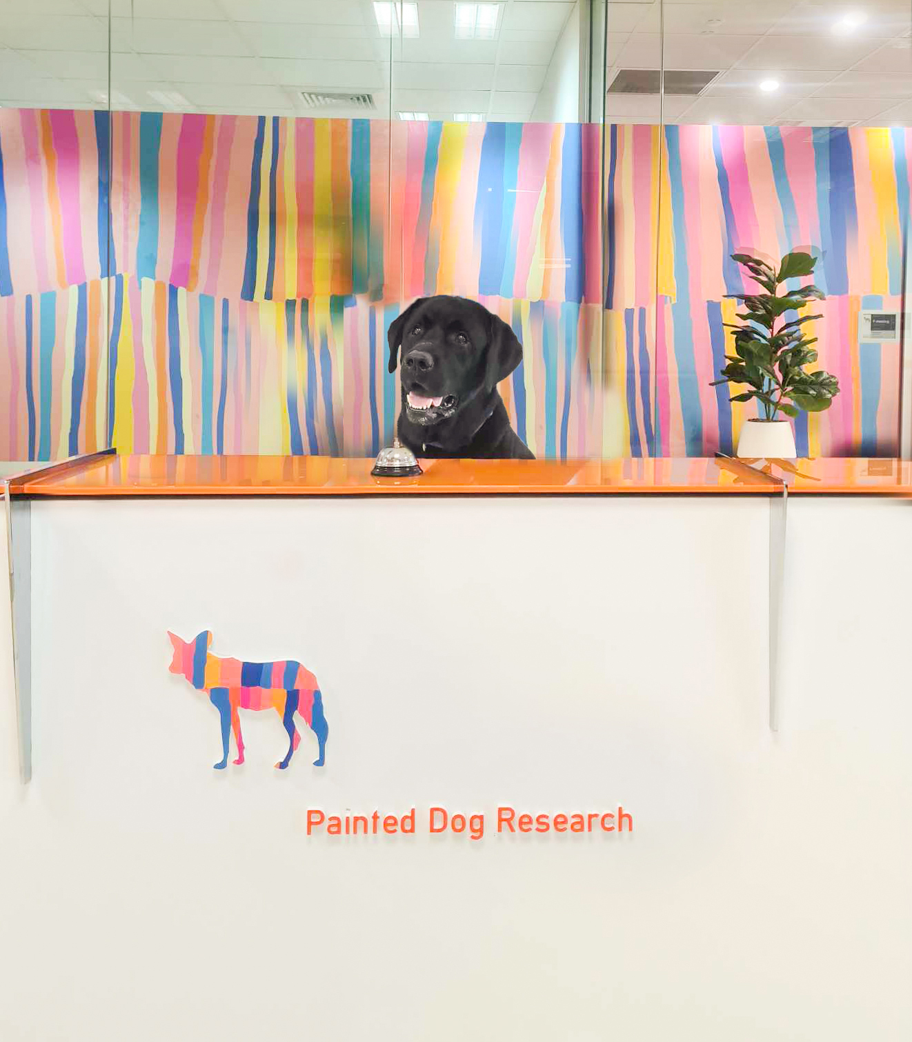 Reception gets a glow up • Painted Dog Research